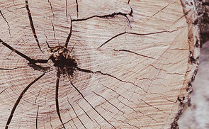 Waldpflegemaßnahmen 